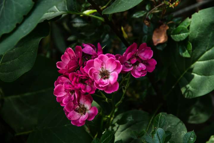 Rosa blütenblätter