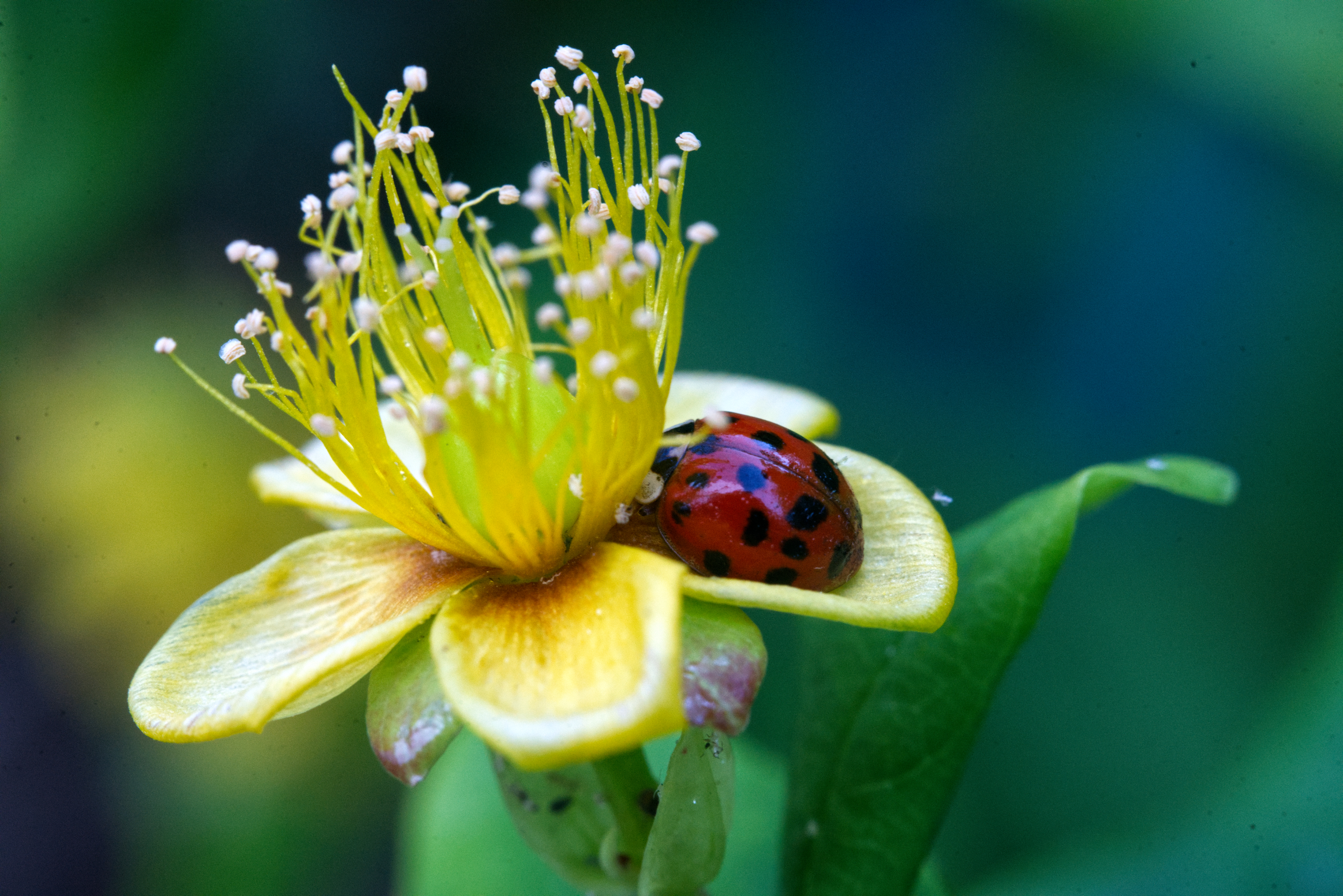 Käfer auf Blüte