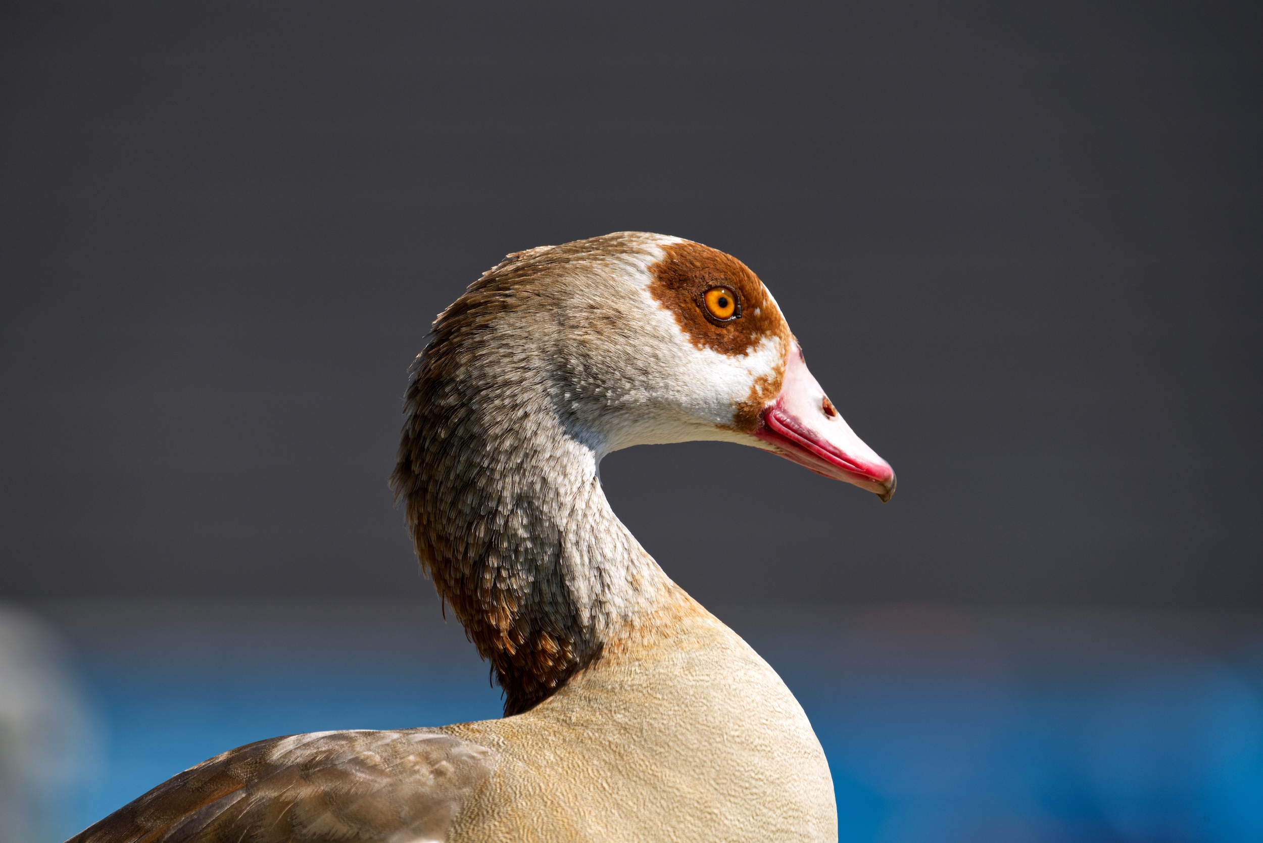 Kopf einer Nilgans