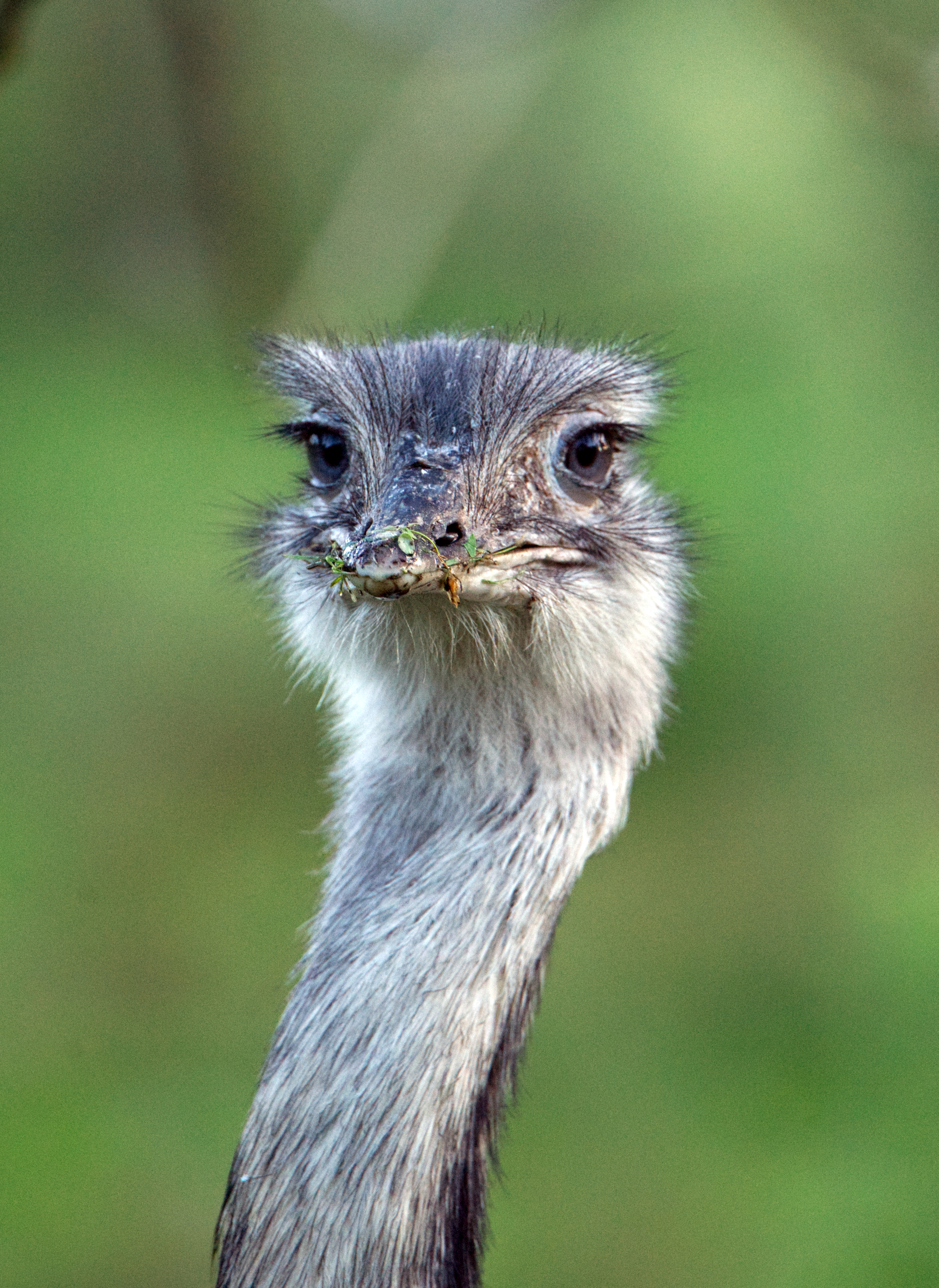 Kopf eines Vogels